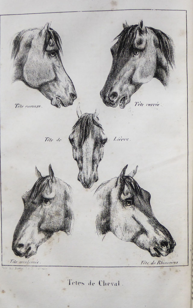 Dictionnaire d'hippiatrique et d'équitation : ouvrage où se trouvent  réunies toutes les connaissances hippiques. Horses; Horsemanship. sou ( 471  ) SQU < » H H H H & (A. •s-insi-i^isoj •sjngiaaiuv